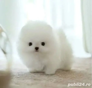 pomeranian ursulet mini toy - imagine 3