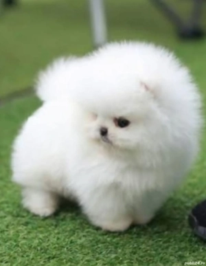 pomeranian ursulet mini toy - imagine 5