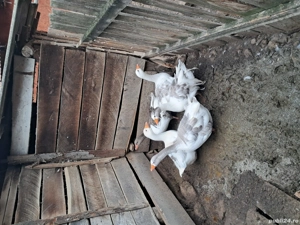 vând pereche de gâște 