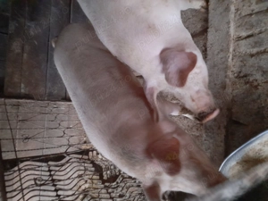 Porci de vânzare 