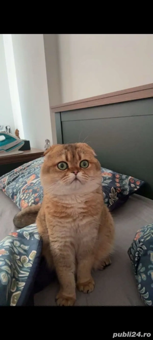 Scottish Fold Chincilla Golden  - imagine 2