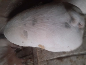 Porci de vânzare  - imagine 2