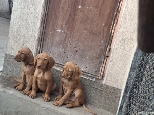 vizsla maghiara