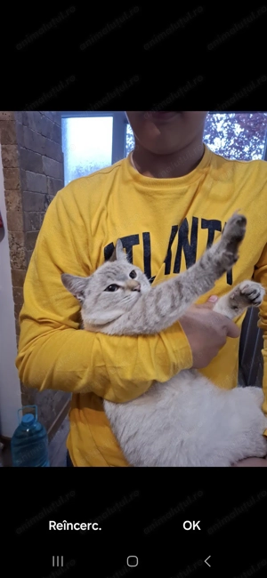 Pisicuță drăguță plină de dragoste