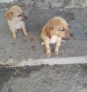 Dau spre adoptie cateluse