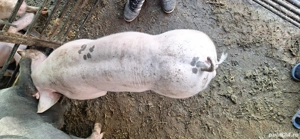 vand porc pentru reproductie