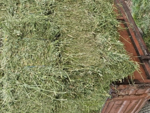 Lucernă de vânzare 