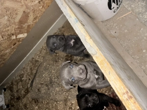 Cățeii Cane Corso  - imagine 2