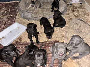 Cățeii Cane Corso  - imagine 6