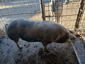 Vand purcea  de carne - imagine 3