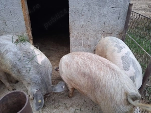 Porci de vânzare  - imagine 2