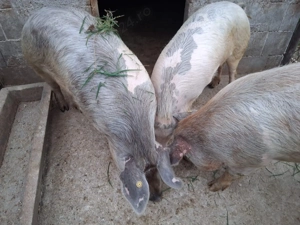 Porci de vânzare  - imagine 3