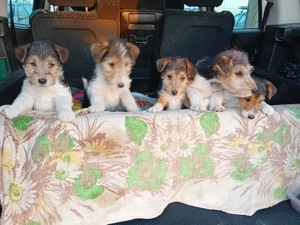 Căței Fox Terierri sârmos  - imagine 2