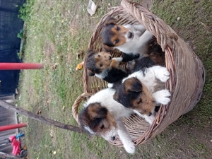 Căței Fox Terierri sârmos  - imagine 5