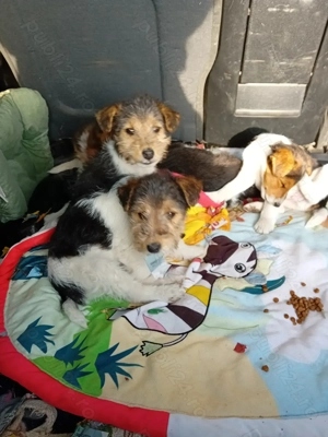 Căței Fox Terierri sârmos  - imagine 3