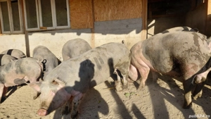 Vand porci  - imagine 2