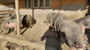 Vand porci  - imagine 3