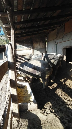 Vand porci  - imagine 5