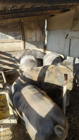 Vand porci  - imagine 4