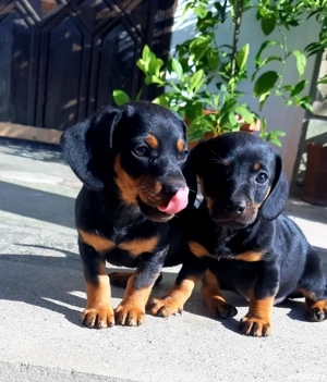 Vand teckel - imagine 2