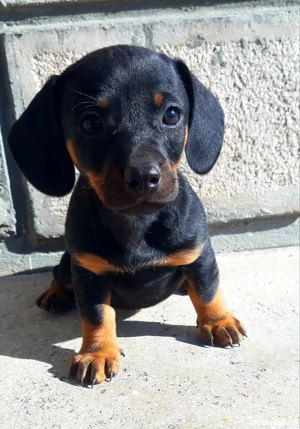 Vand teckel - imagine 3