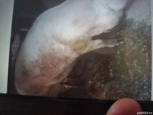 vand porci - imagine 3