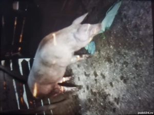 vand porci - imagine 2