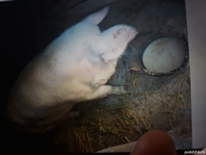 vand porci - imagine 4