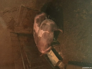 Vând 3 porci cu greutate într 100 si 200 kg 15 roni kg ,mai multe detalii la telefon    - imagine 3