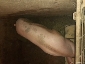 Vând 3 porci cu greutate într 100 si 200 kg 15 roni kg ,mai multe detalii la telefon    - imagine 2