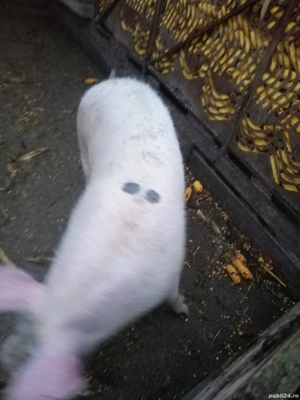 Vanzare porc  - imagine 2