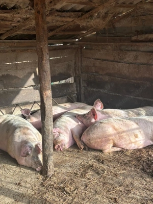 Vand porci intre 90 - 150 kg - imagine 2