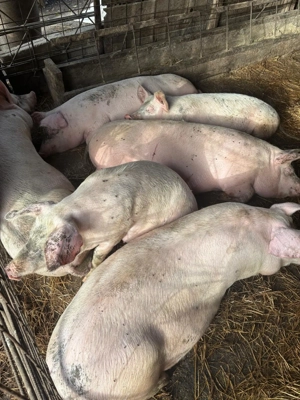 Vand porci intre 90 - 150 kg - imagine 3