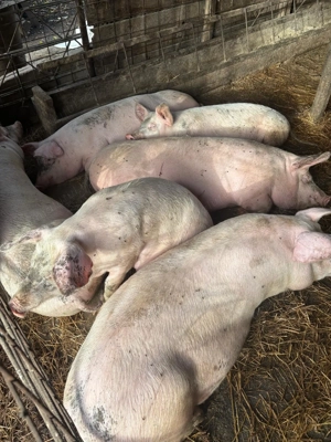 Vand porci intre 90 - 150 kg - imagine 4