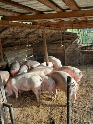Vand porci intre 90 - 150 kg - imagine 5