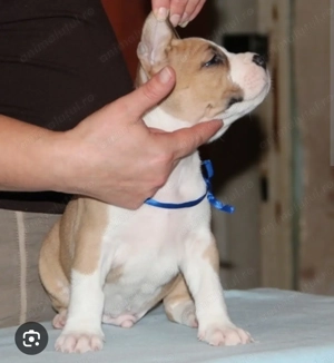 Pui Amstaff  - imagine 2