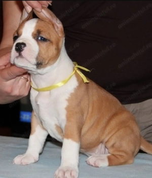 Pui Amstaff  - imagine 3