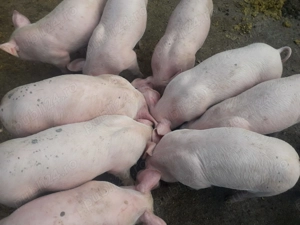 Vand purcei pietrain belgian