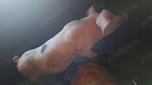 Șoldani de vânzare  - imagine 2