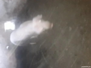 vînd porci  - imagine 2