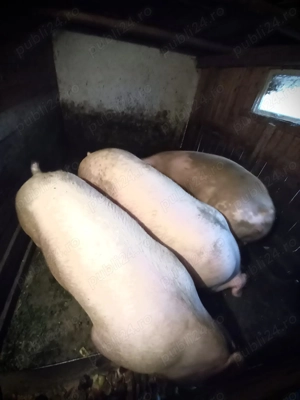 Vând porc de aproximativ 190kg