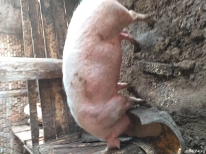 vînd porci  - imagine 4