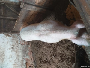 vînd porci  - imagine 3