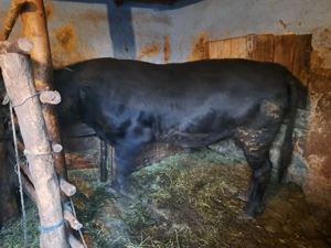 Vand taur angus pentru reproducere,sacrificare 500 kg un an si 2 luni mai multe detalii la tel 07681 - imagine 2