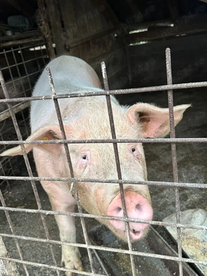 Porci de vânzare 