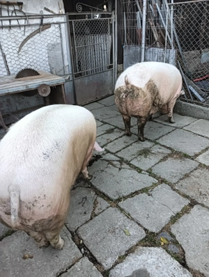 Vinde porc crescut cu cereale 