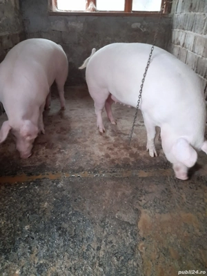 porci de țară  - imagine 4