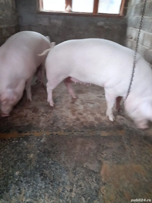 porci de țară  - imagine 2
