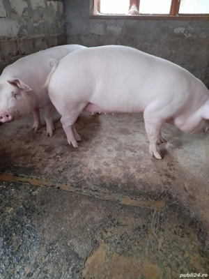 porci de țară  - imagine 3