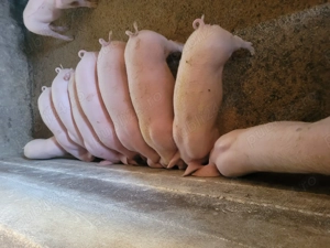 Soldani de vânzare!  - imagine 3